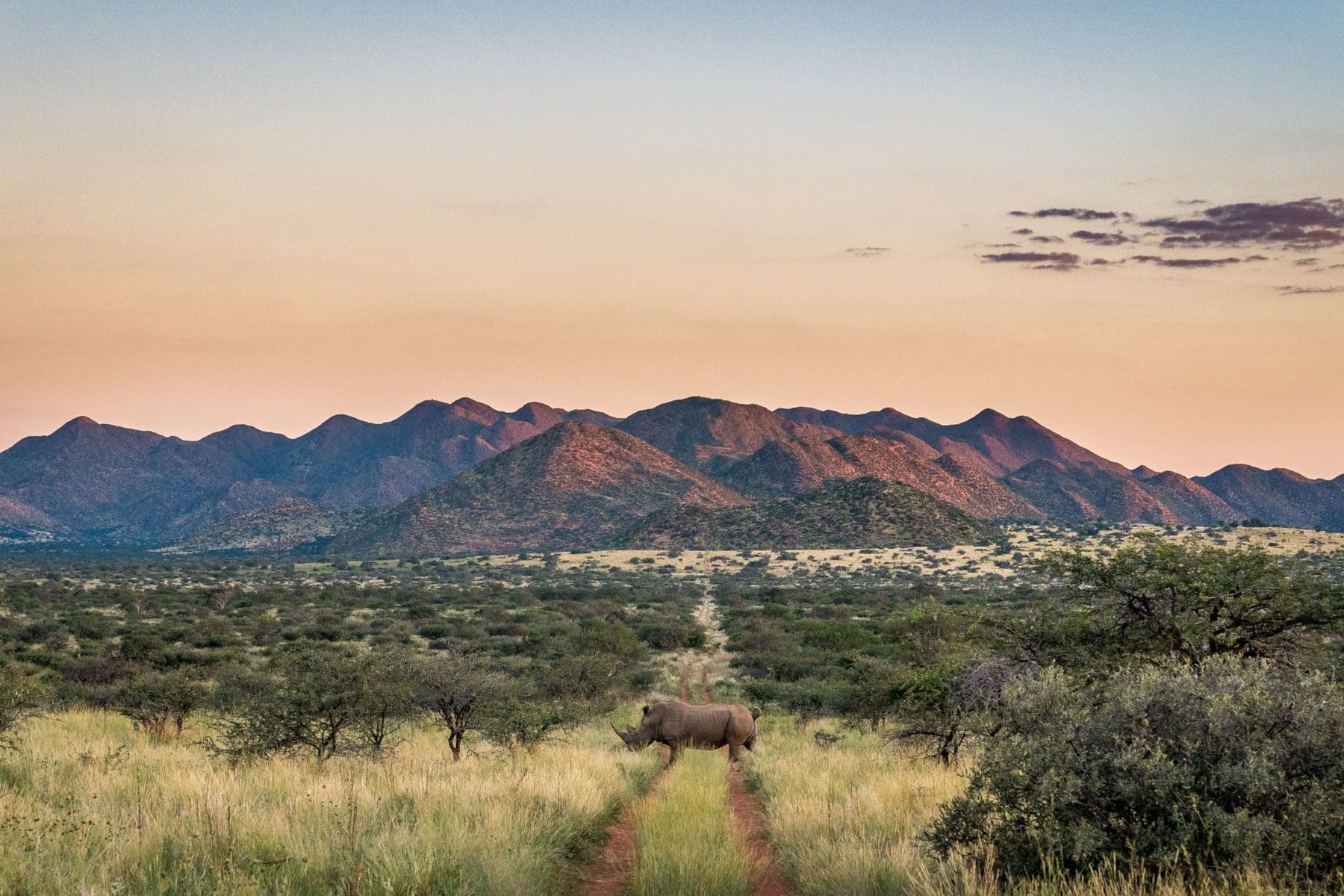Tswalu Introduces Rhino Conservation Experience