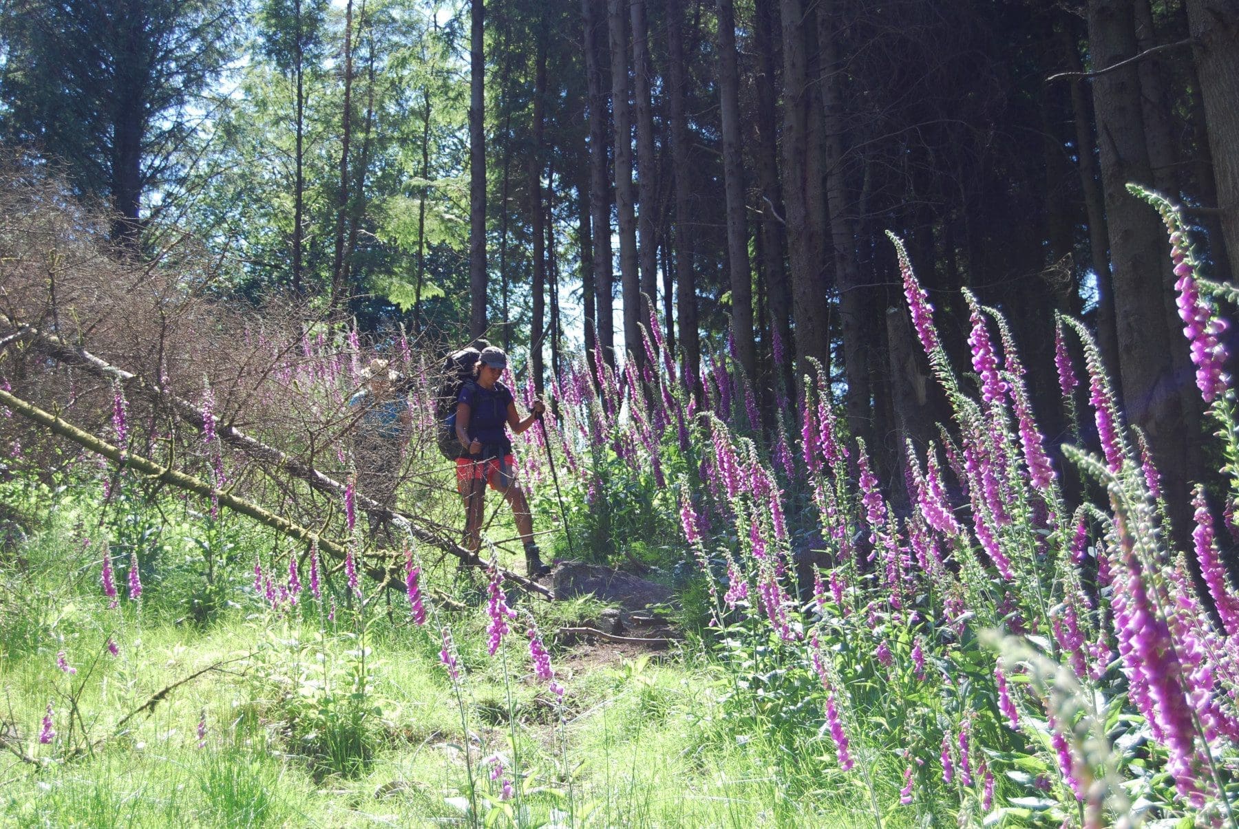 Wandering Wild, Dartmoor, Devon (credit Wandering Wild)