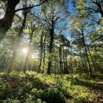15 Ways to Help Rewild England
