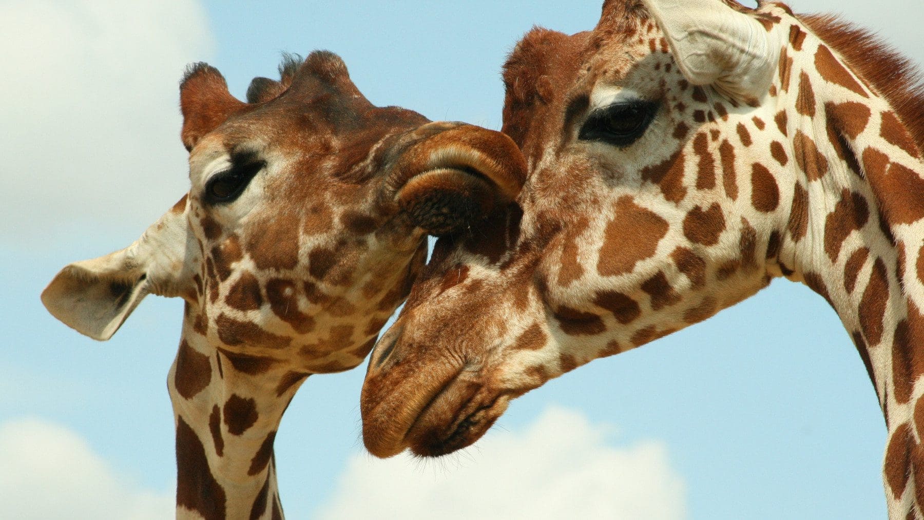 Colchester Zoo, Davis White, Sunsplash