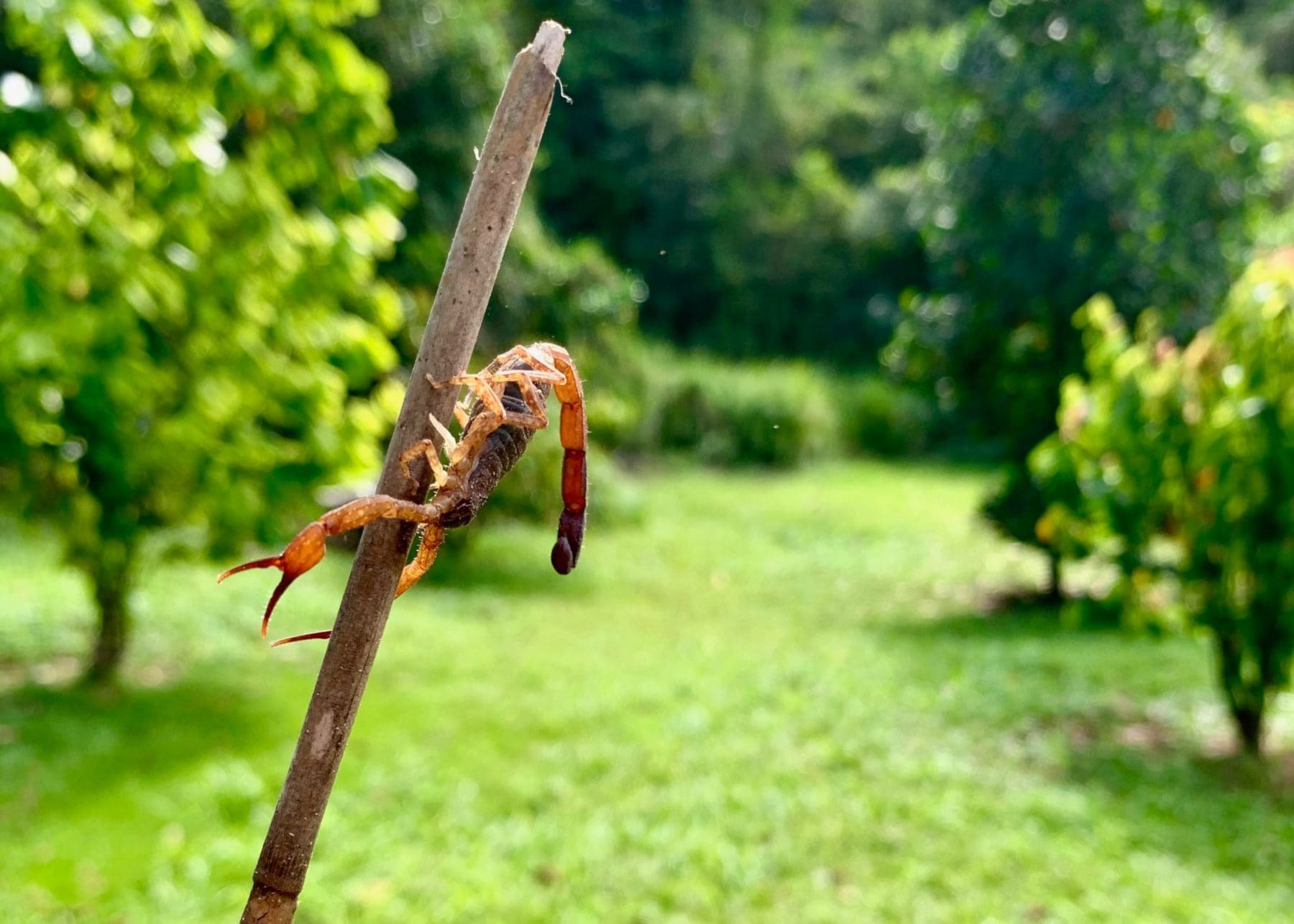 Finca Gaia is an agroecological farm Puerto Rica