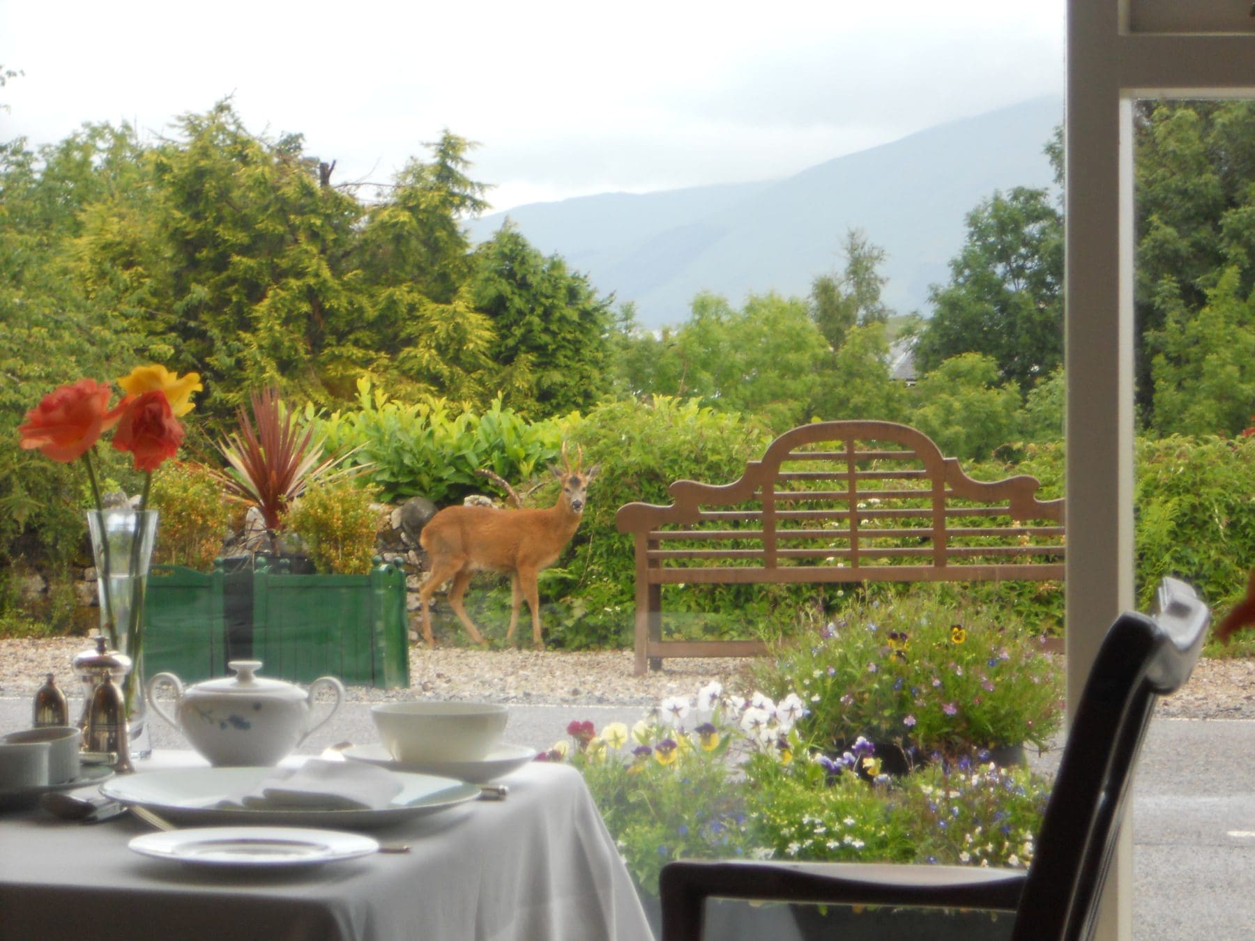 Airds Deer at Breakfast