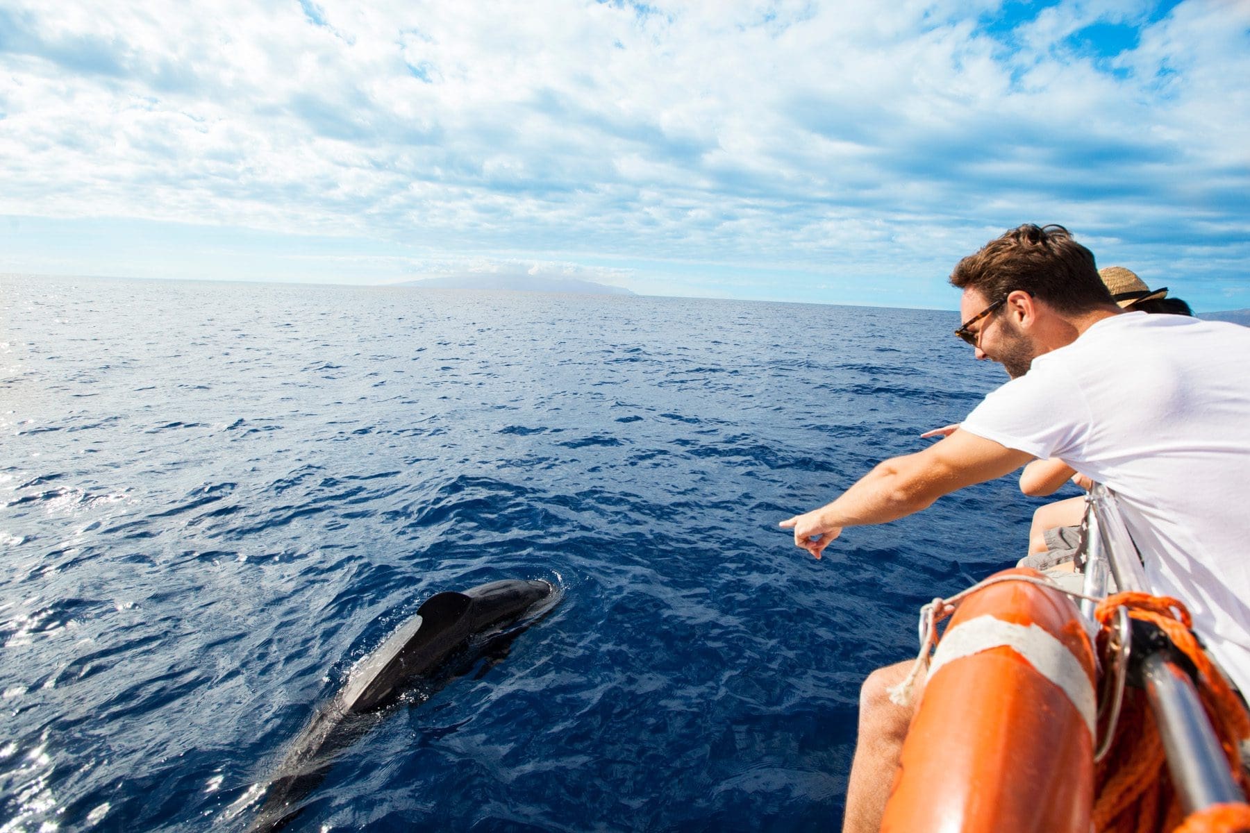 Tenerife toursim dolphin and whale watching