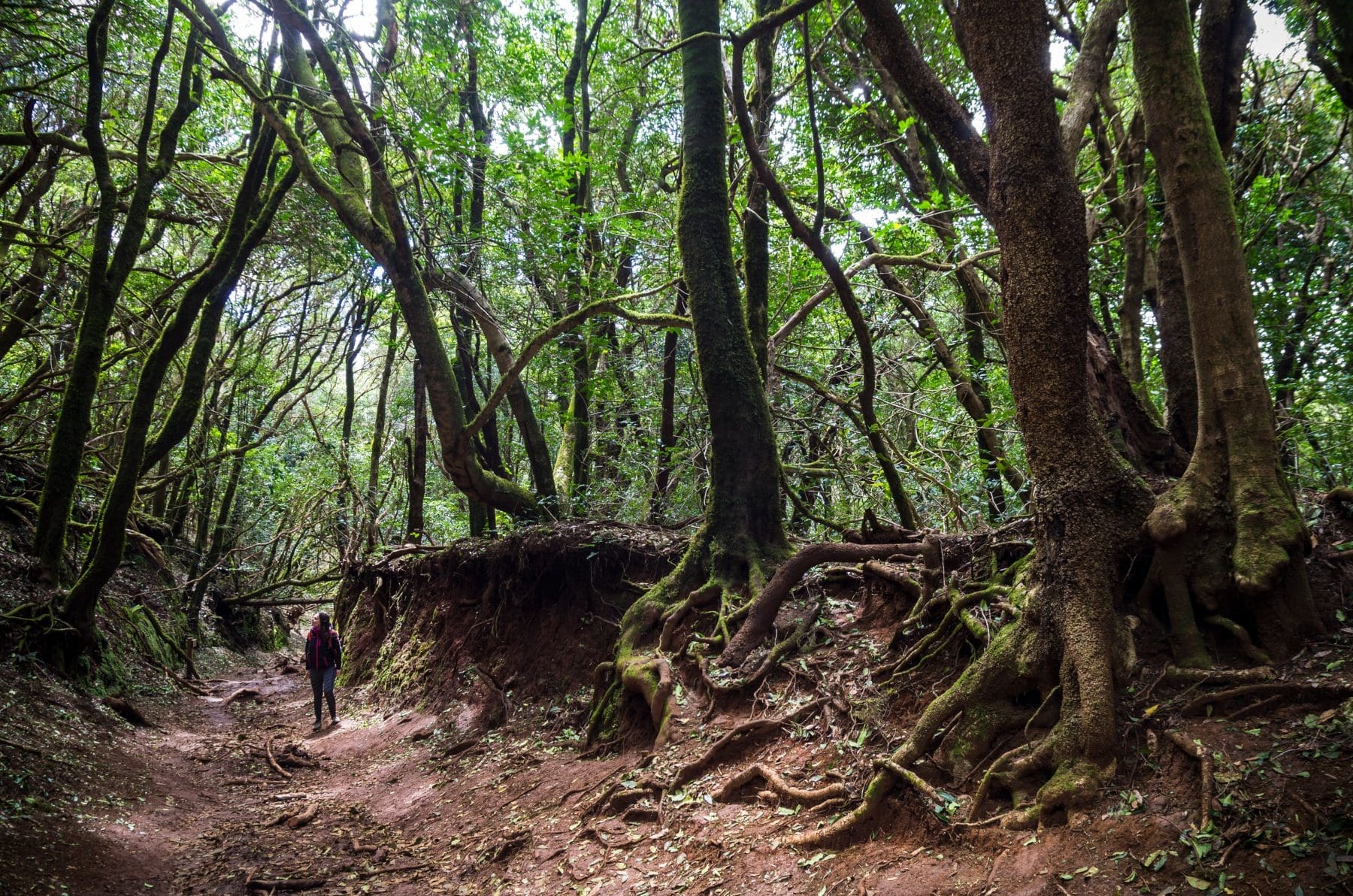 Sendero de Los Sentidos in Tenerife