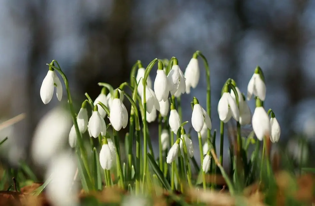 Best Gardens in the UK