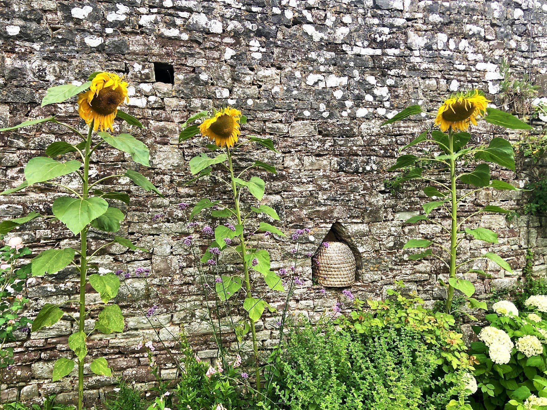 A skep in the Goodly Garden, Thornbury Castle