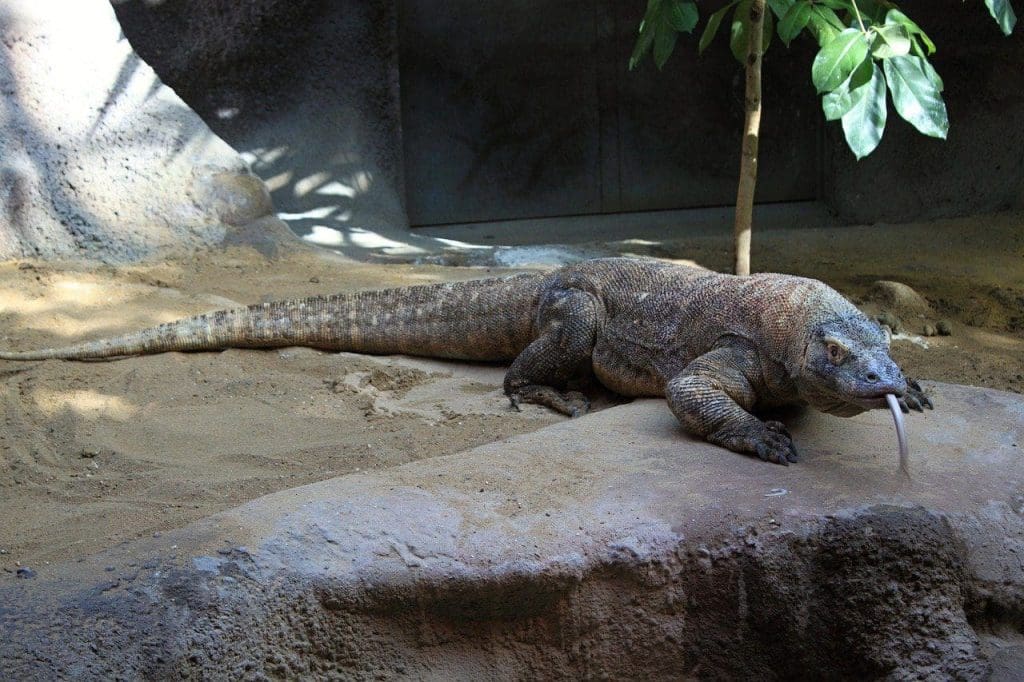 Komodo dragon