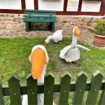 Ducks outside the Old Museum Wittemberge