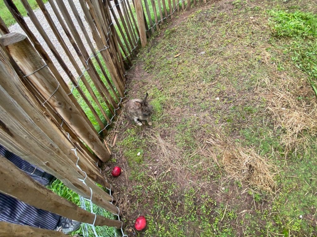 Rabbits at the Hotel-Gasthof Badhaus