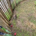 Rabbits at the Hotel-Gasthof Badhaus