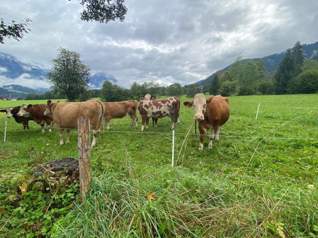 A warm bovine welcome in the Wilder Kaiser