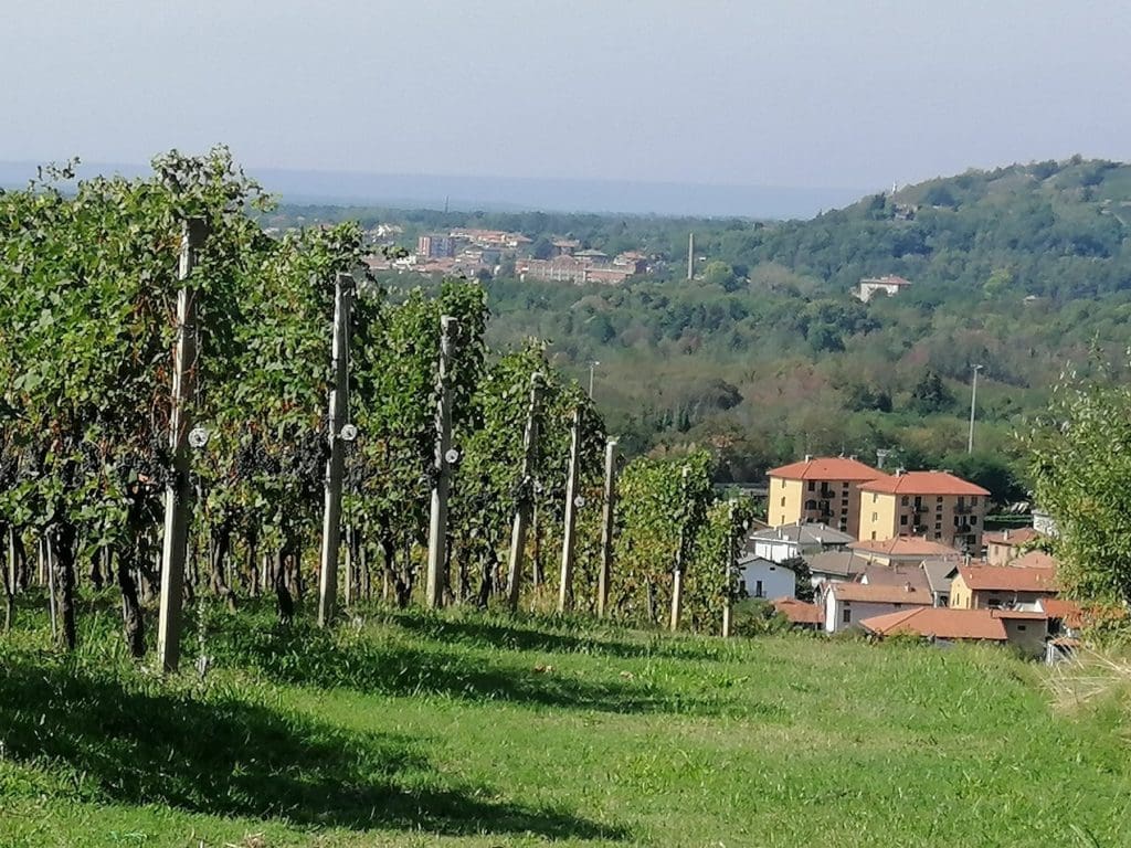 Piedmont Vineyard and Piedmont Wine