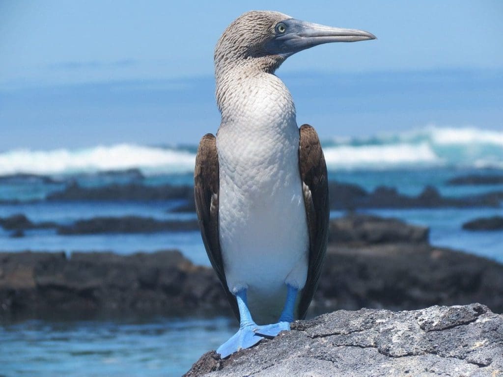 Galapagos