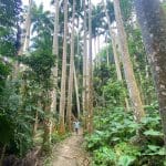 Unearthing Sustainable Barbados Tourism