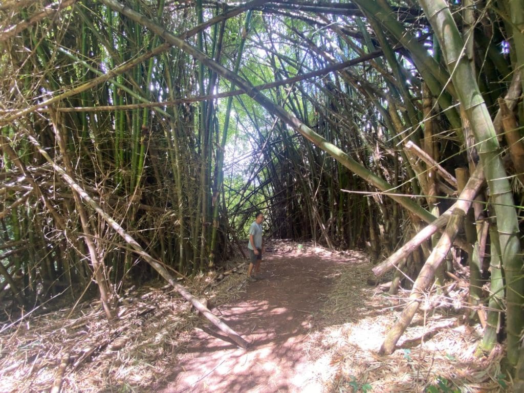Mahmood lost in bamboo at Coco Hill