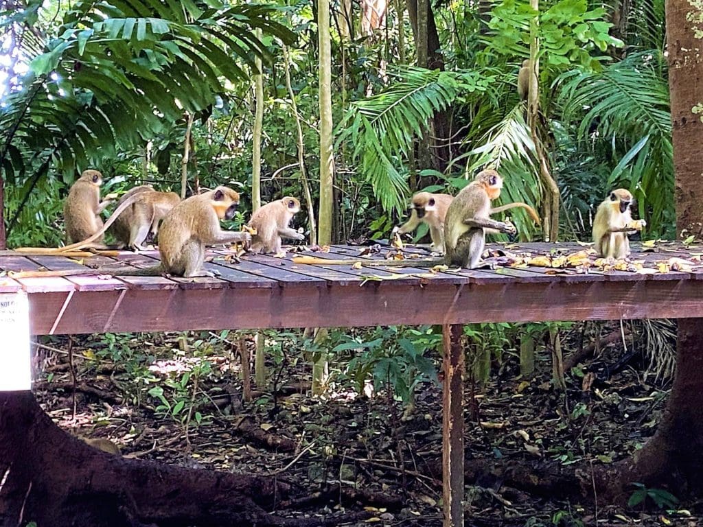 Barbados Green Monkeys