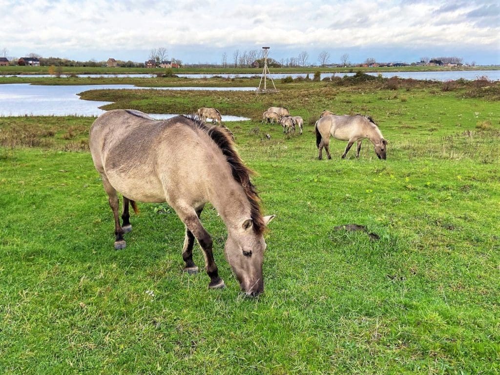 Wild horse in the Rivierpark Maasvallei, Limburg