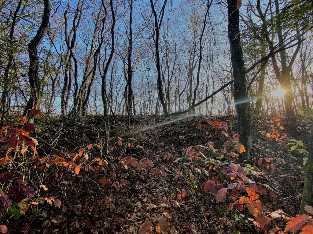 Hiking in the Hoge Kempen National Park Limburg