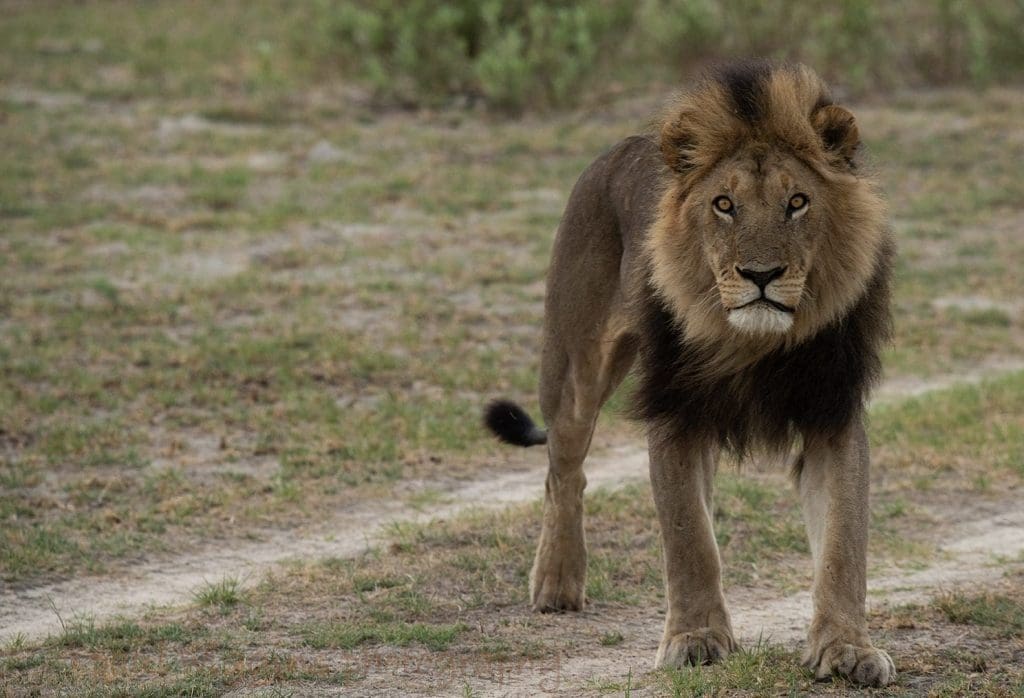 Okavango Delta Botswana