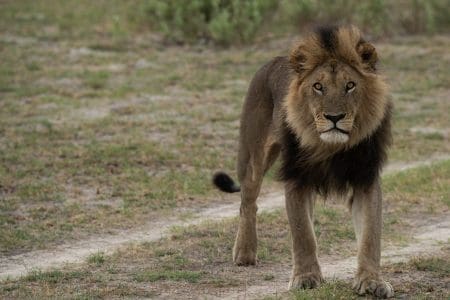 On Safari in the Okavango Delta Botswana