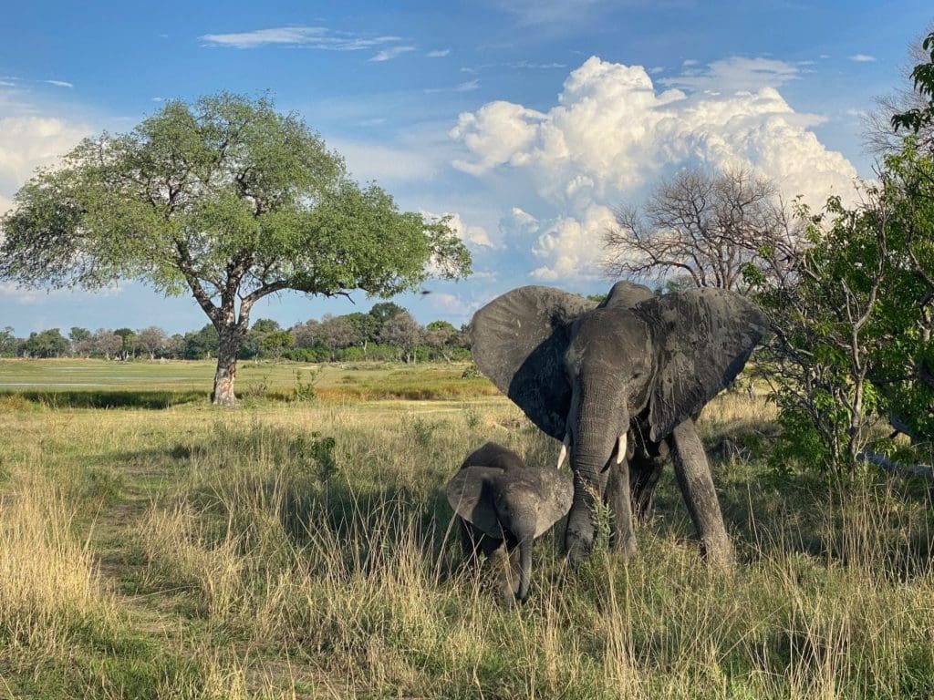 Elephant on the plain