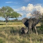 Elephant on the plain