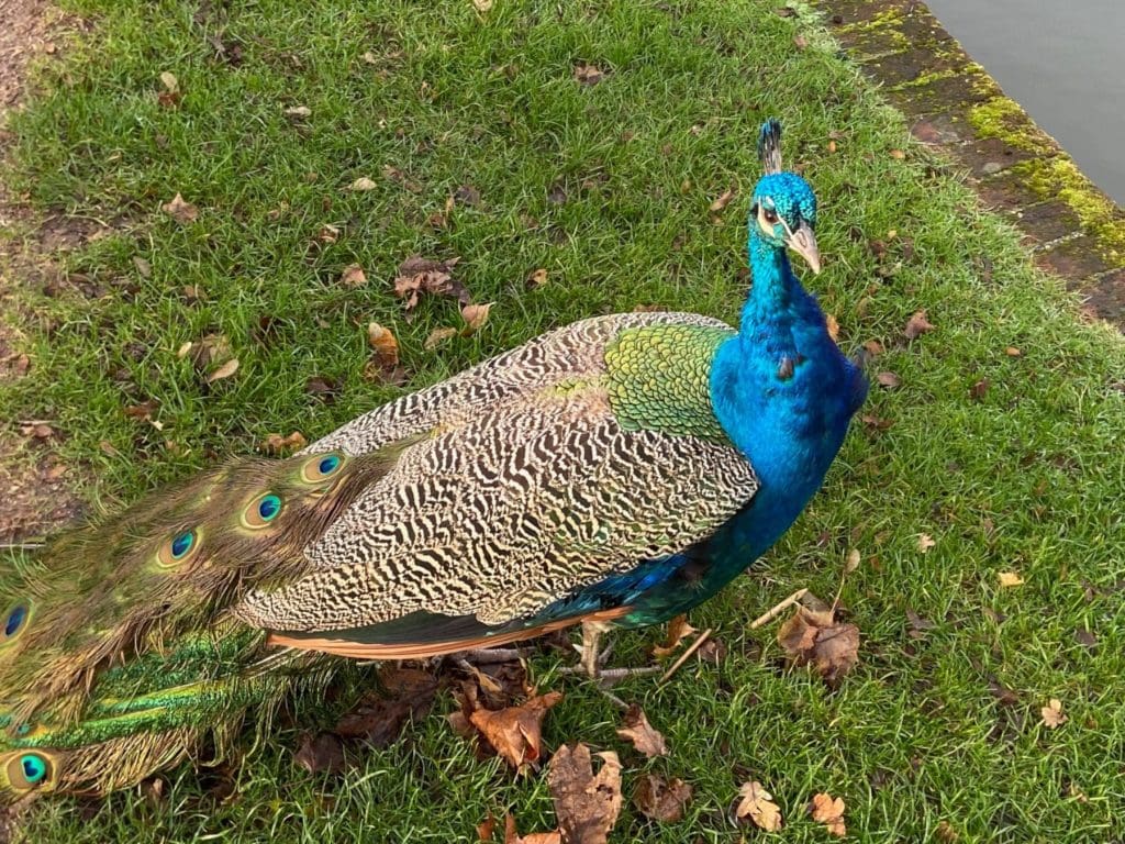 The peacock in the Markshall Arboretum