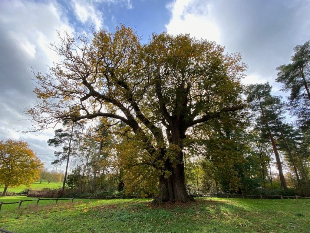 Honywood Oak, Markshall Arboretum