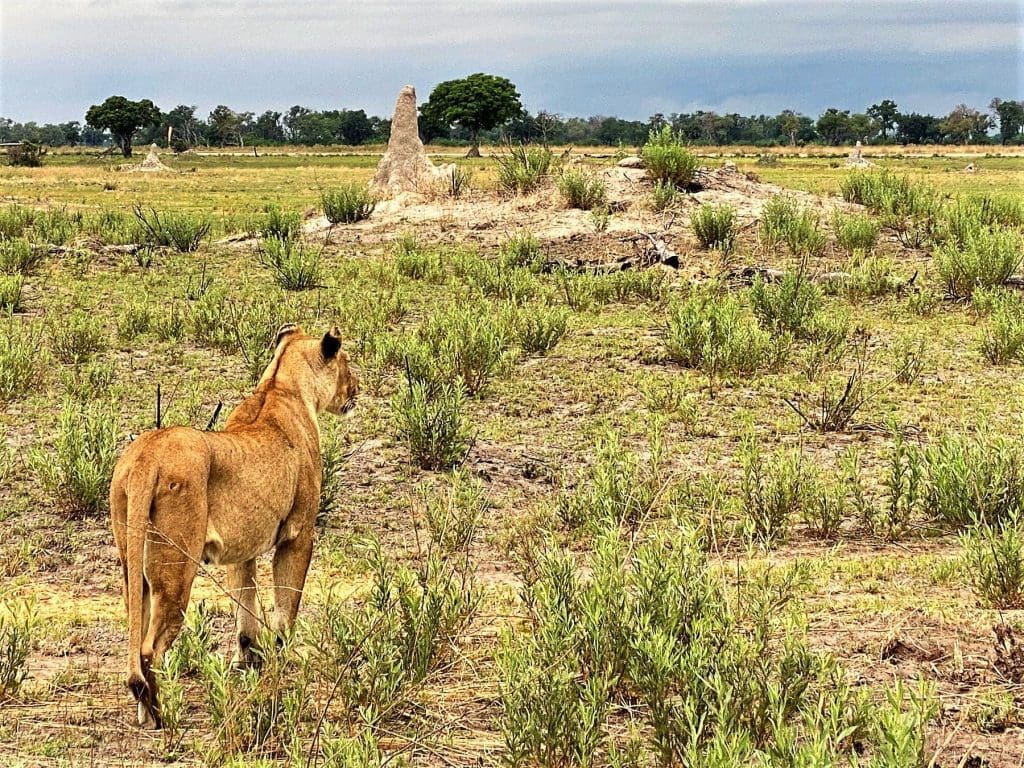 Lioness among the termite mound islands, Kanana