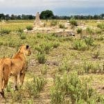 Lioness among the termite mound islands, Kanana