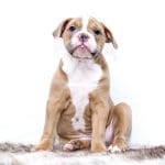 How To Find A Trustworthy Vendor To Buy CBD Capsules For Your Dog?