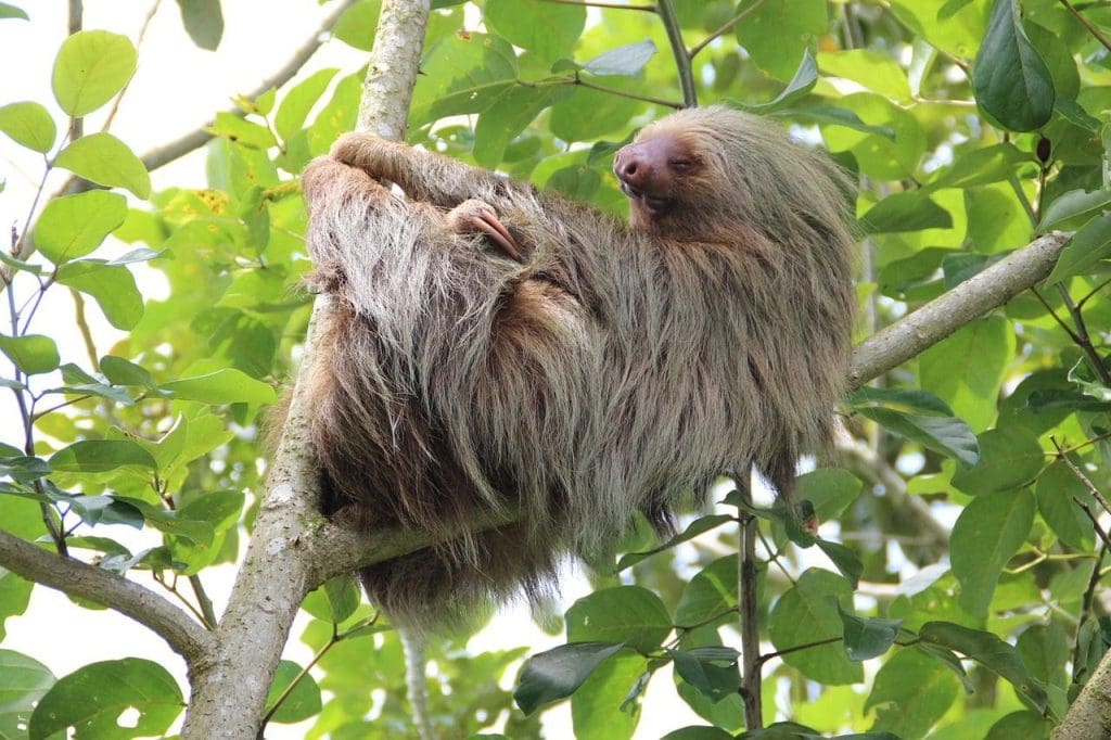costa rica sloth travel resolutions pixabay