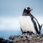 Travel to Antarctica as Flying Penguin Officer