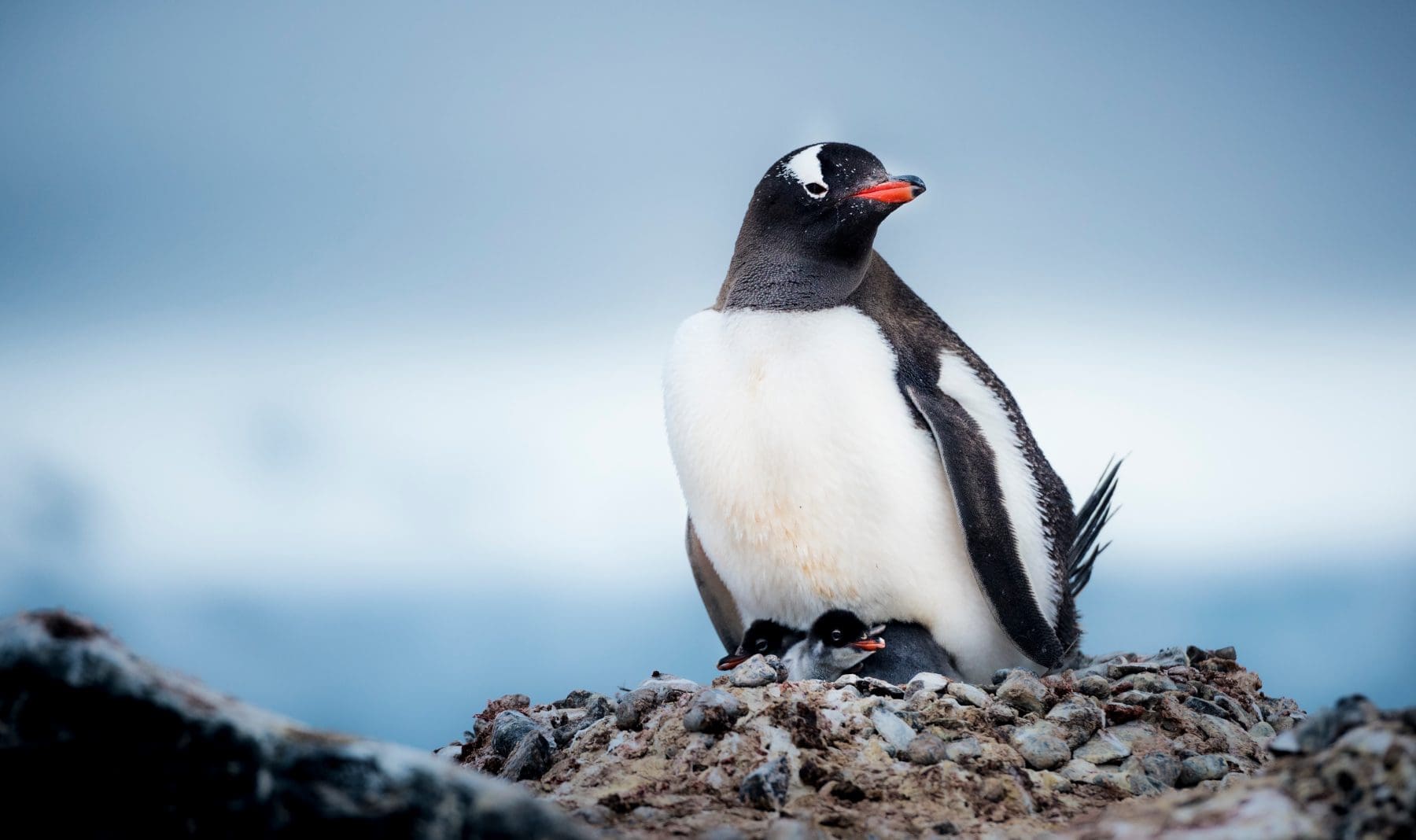 Travel to Antarctica as Flying Penguin Officer