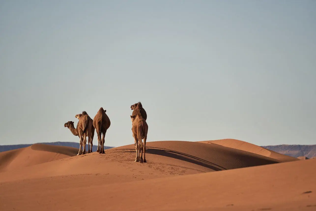 The Beauty of Morocco’s Landscapes: From Deserts to Mountains