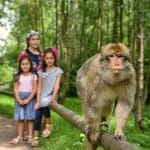 Trentham Monkey Forest Reopens