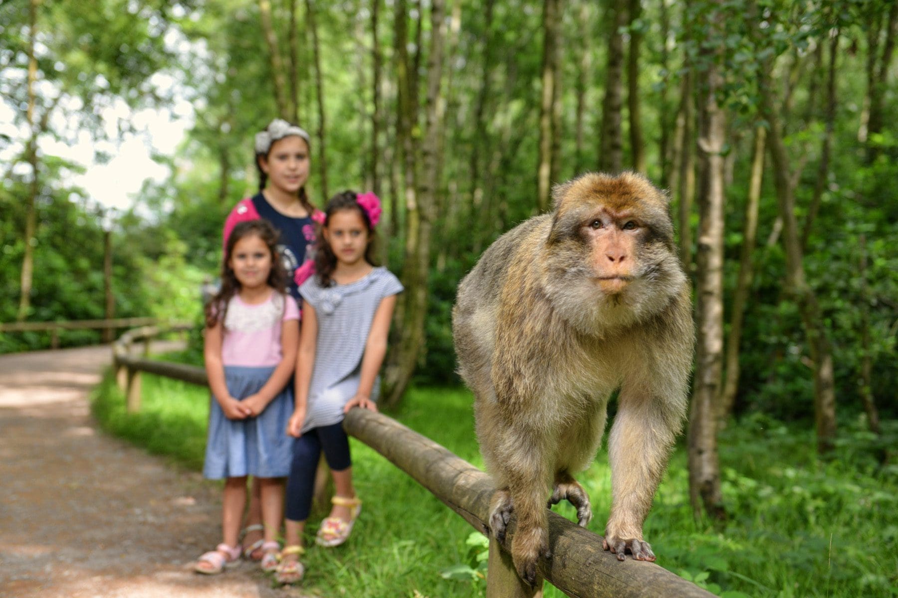 Trentham Monkey Forest Reopens