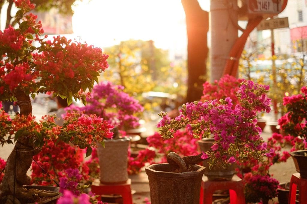 Vietnam flowers