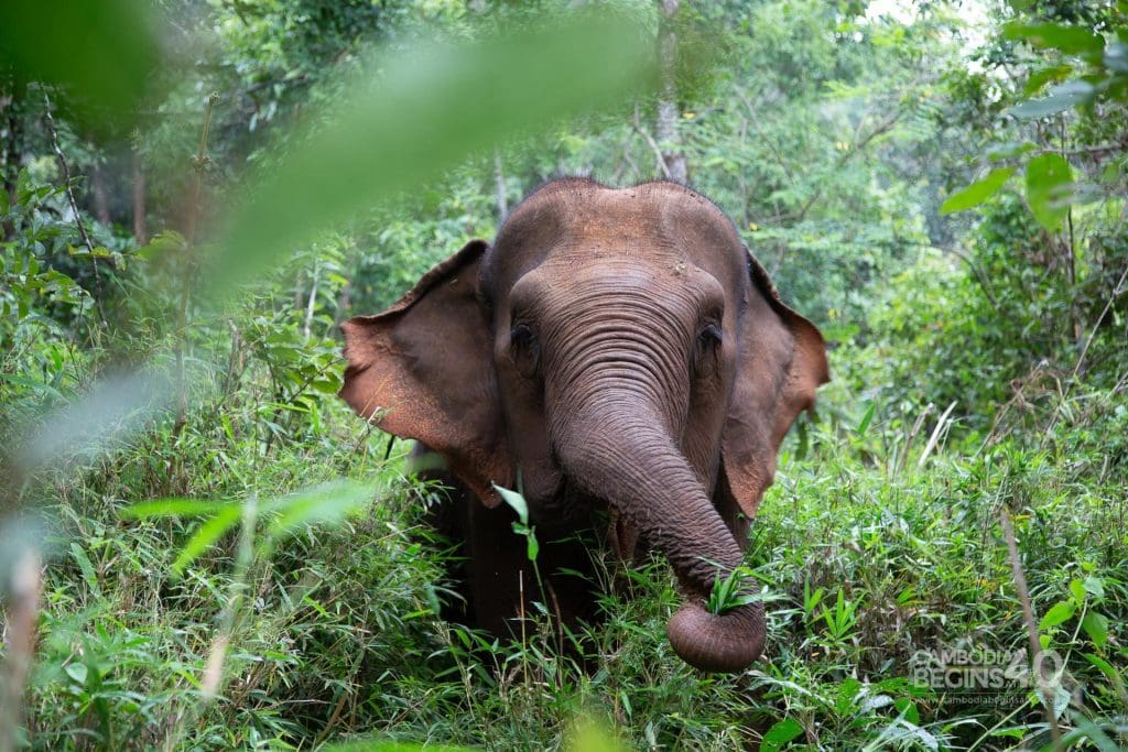 Mondulkiri: Things to do in Cambodia