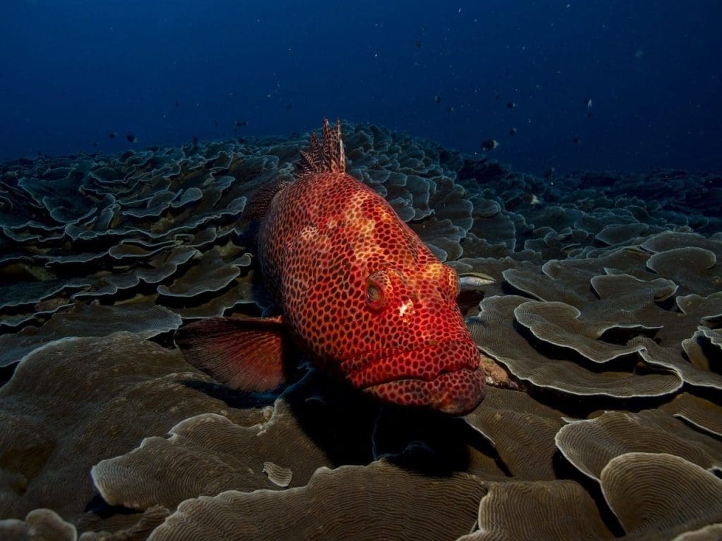 Dive in the Red Sea, Egypt, Pixabay