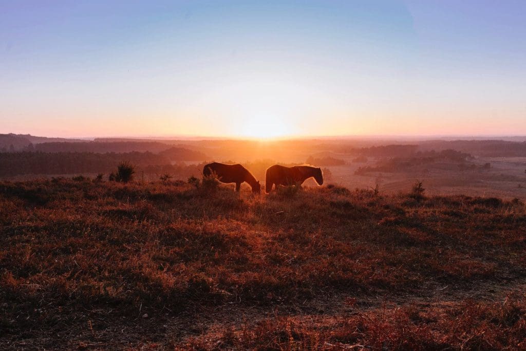 The New Forest