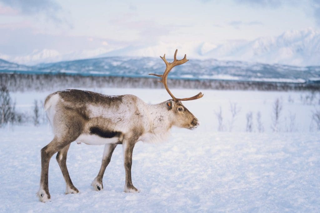 Reindeer, Phot Vegard Stien, Visit Tromsø
