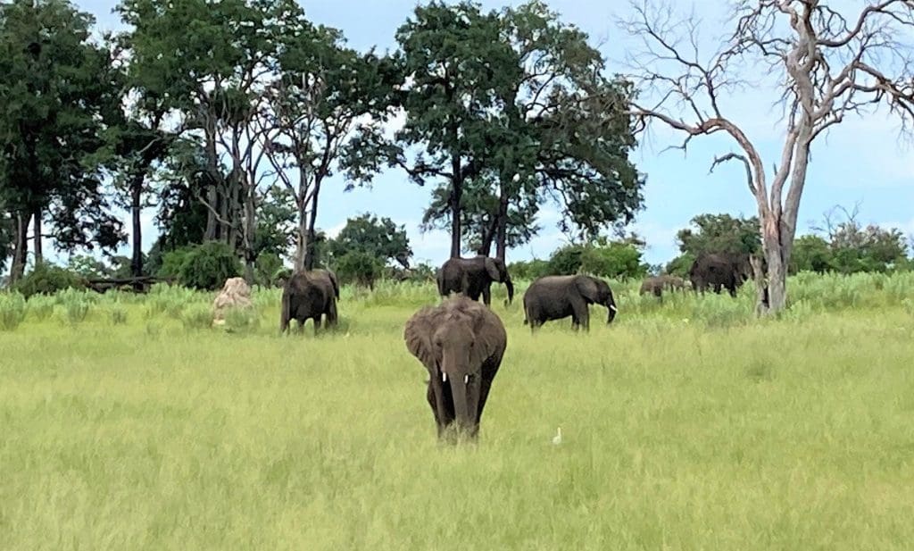 Botswana Safari Elephants at Selinda Camp