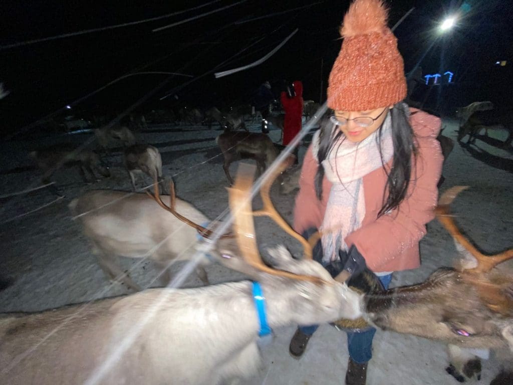 Feeding reindeer as part of a Sami experience.