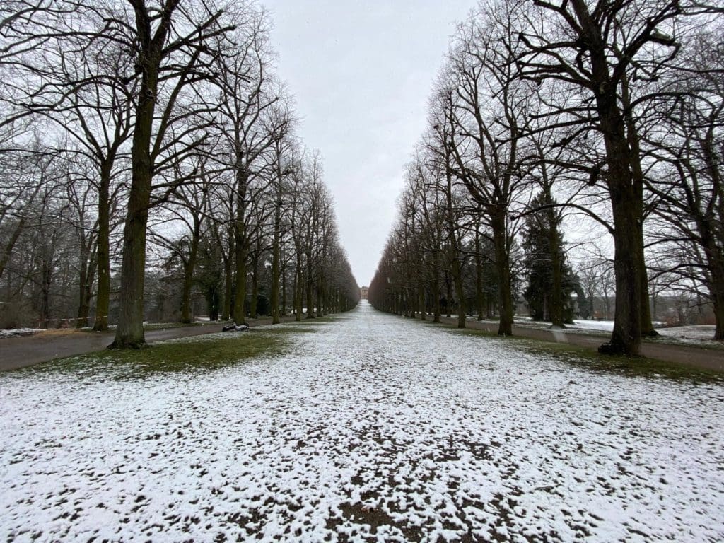 Avenue of trees in Sanssouci Park, but for how long?