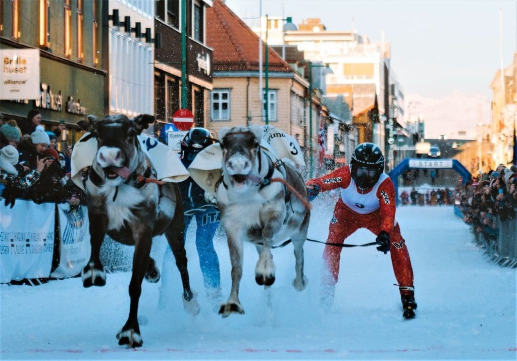 Reindeer Racing, Photo Vegard Stien, Visit Tromsø