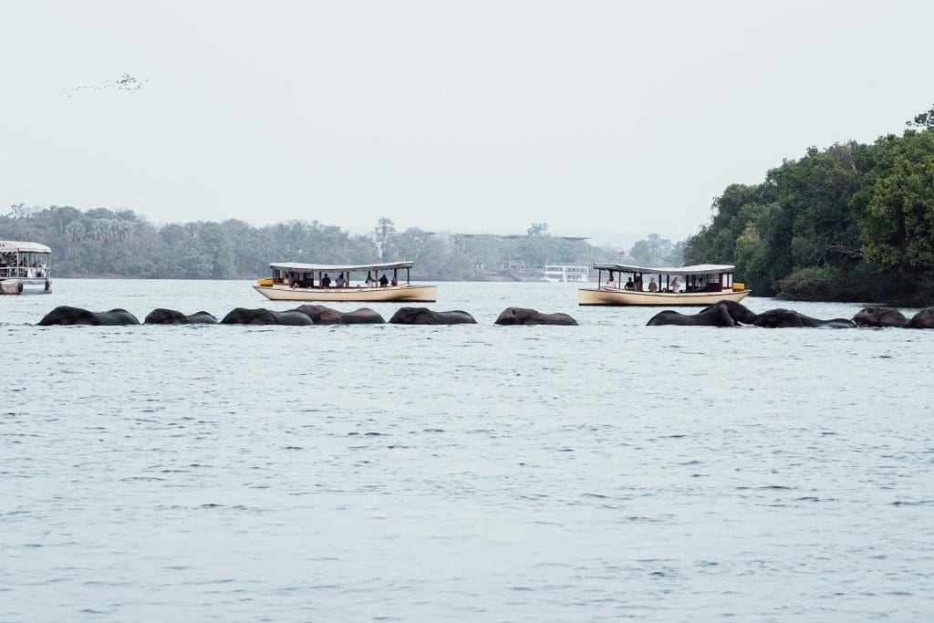 Victoria Falls River Cruise