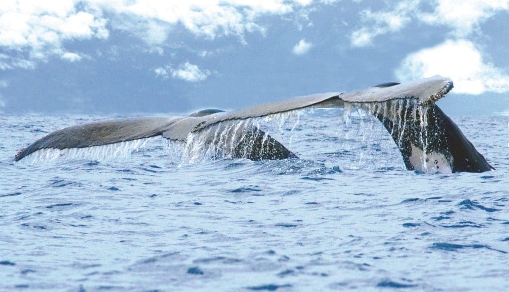 Whale watching in Costa Rica, photo courtesy of Visit Costa Rica