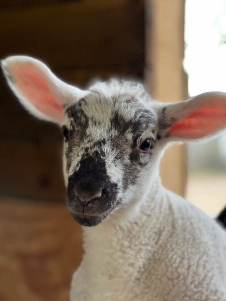 One of last year's lambs at Milestone House