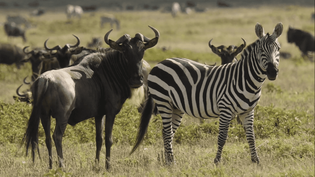 Great Migration in Tanzania